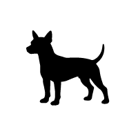 American Hairless Terrier