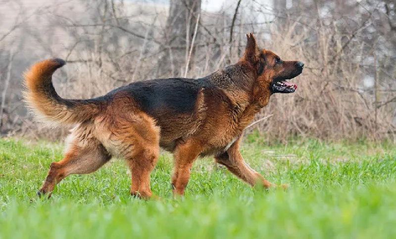 Advantages to text-based pedigrees