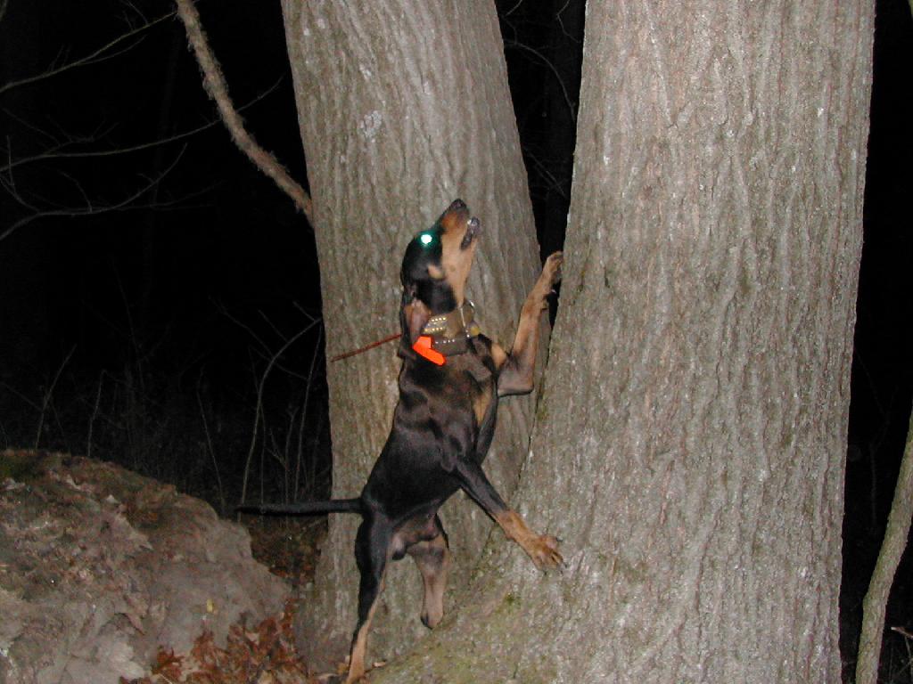 Black and Tan Coonhound Black and Tan Coonhound