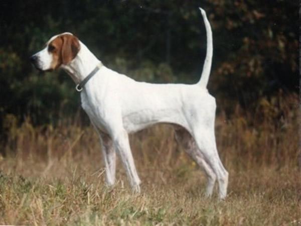 English Pointer