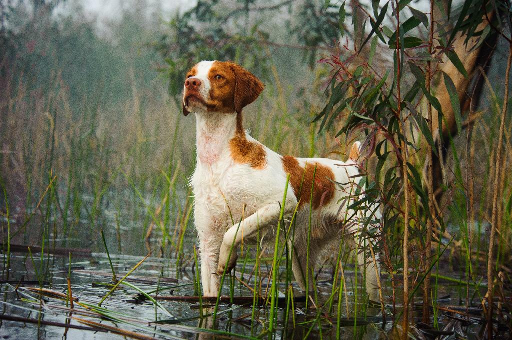Featured Breed - American Brittany