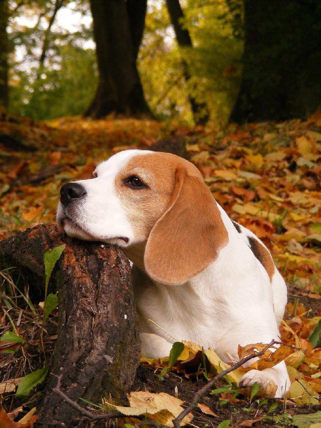 Featured Breed - Beagle