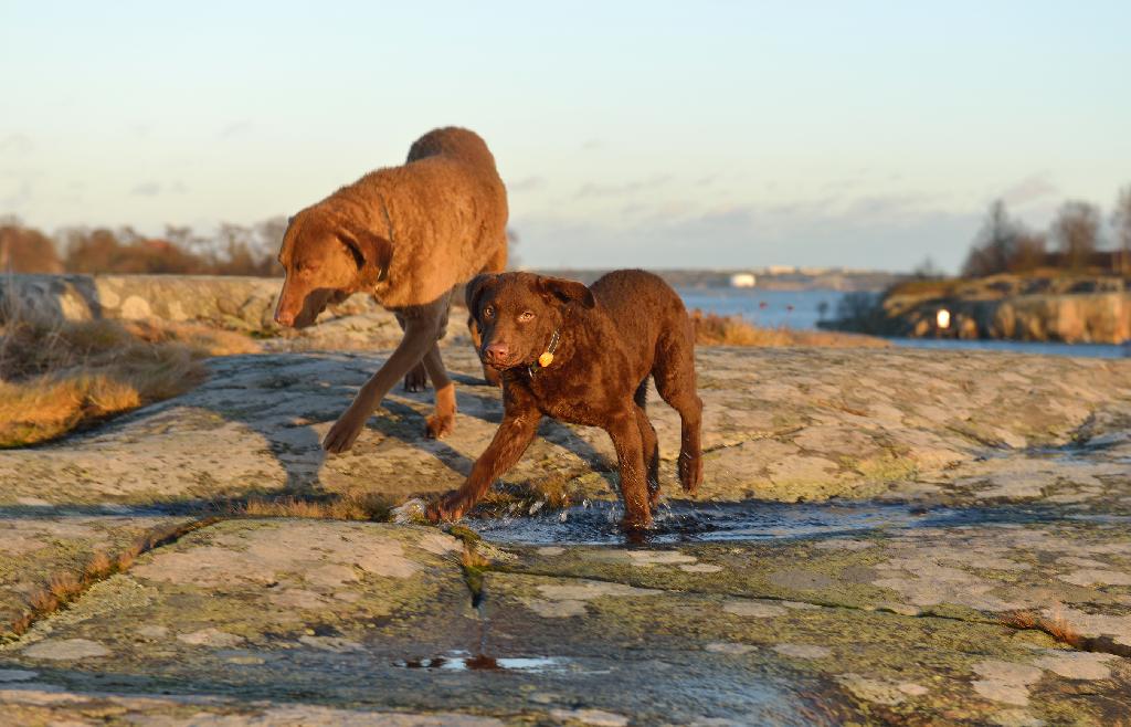 Chesapeake Bay Retriever
