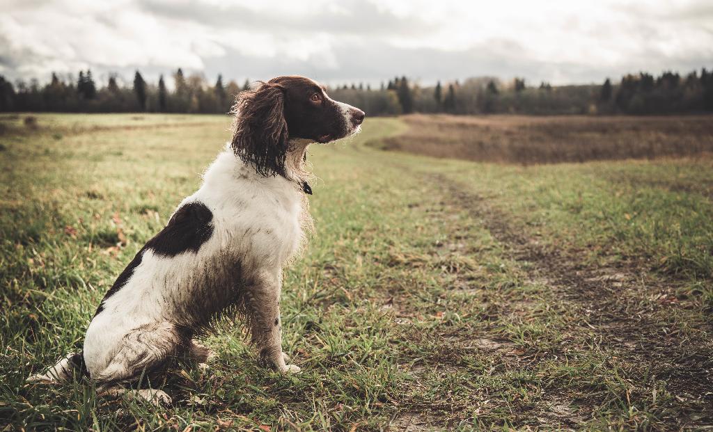 English Springer Spaniel