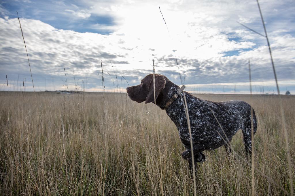 German Shorthaired Pointer
