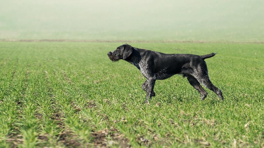 German Wirehaired Pointer German Wirehaired Pointer