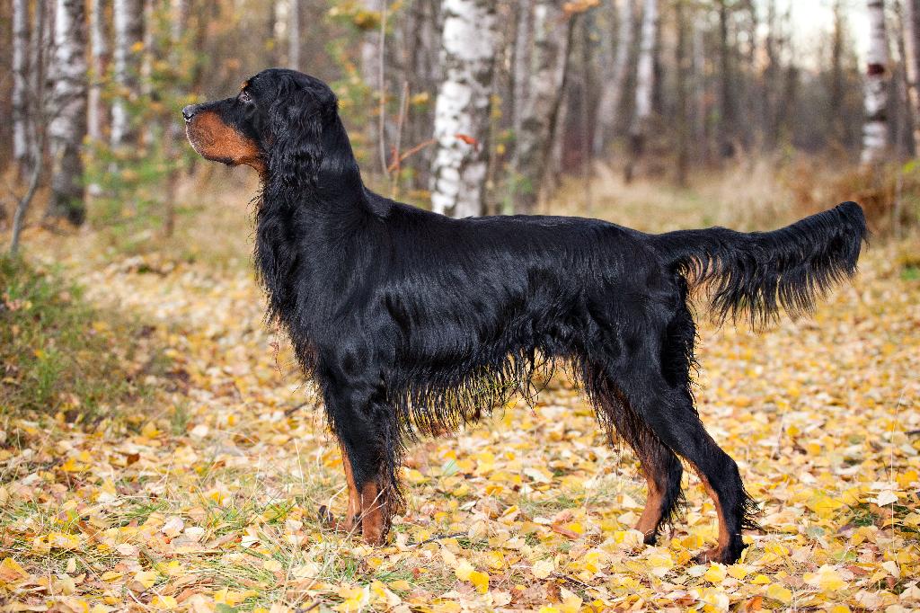Gordon Setter Gordon Setter