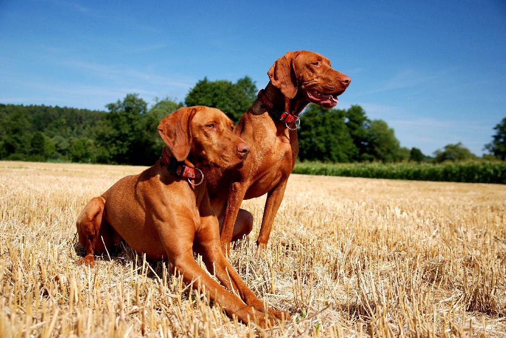 Hungarian Vizsla Hungarian Vizsla