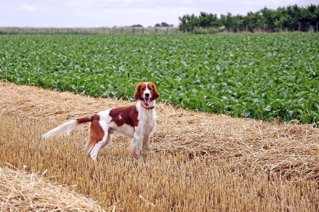 Irish Red and White Setter Irish Red and White Setter