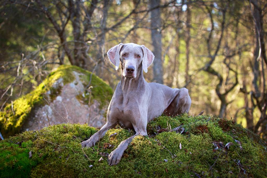 Weimaraner Weimaraner