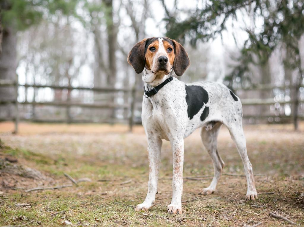 Treeing Walker Coonhound Treeing Walker Coonhound