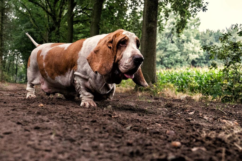 Basset Hound