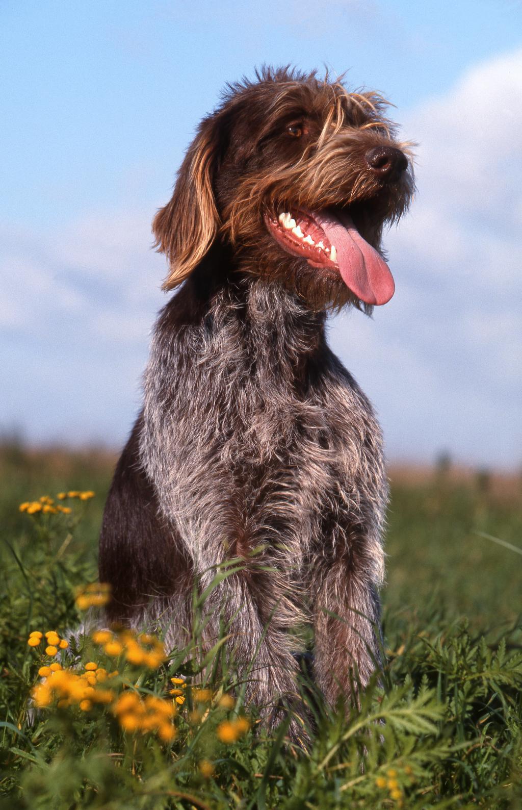 Cesky Fousek Cesky Fousek