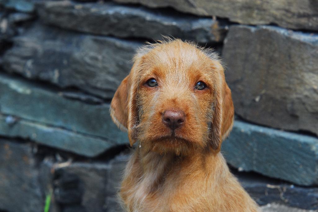 Hungarian Wirehaired Vizsla Hungarian Wirehaired Vizsla