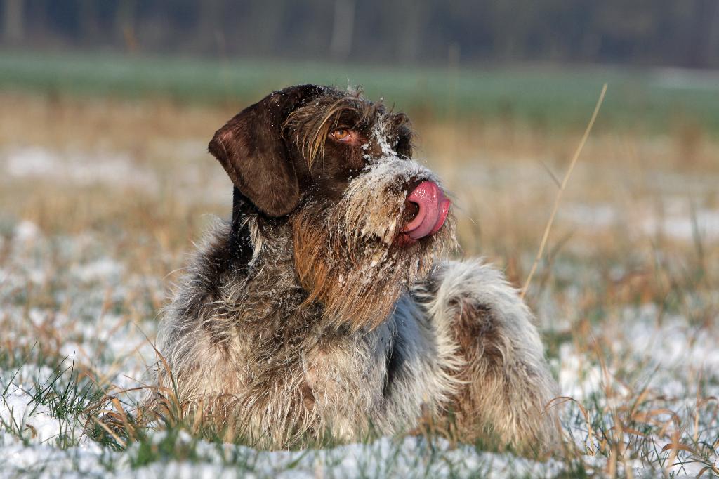 Korthals Griffon Korthals Griffon