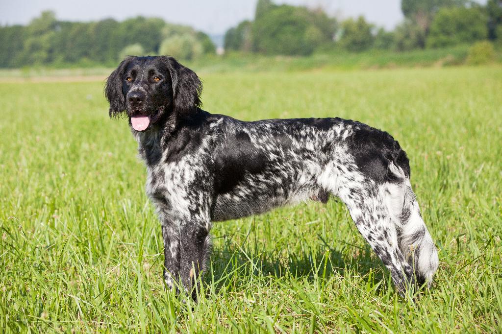 Large Munsterlander