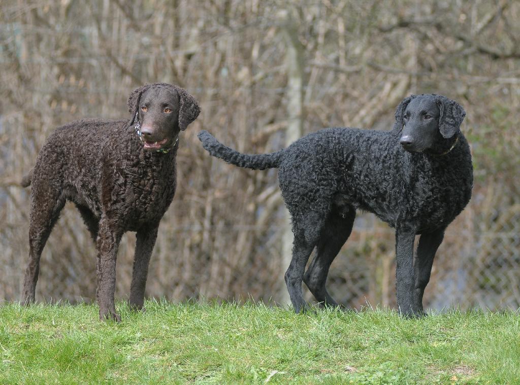 Curly Coated Retriever
