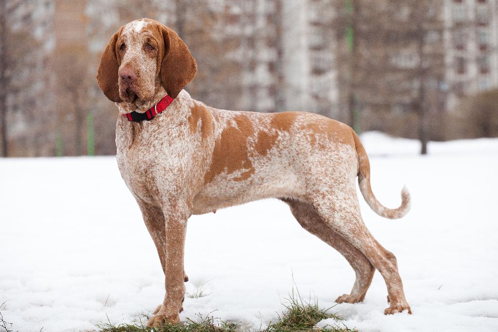Bracco Italiano Bracco Italiano