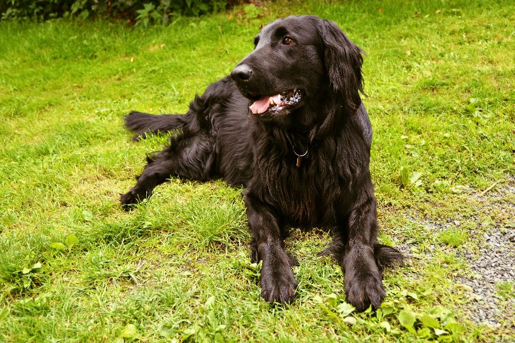 Flat Coated Retriever