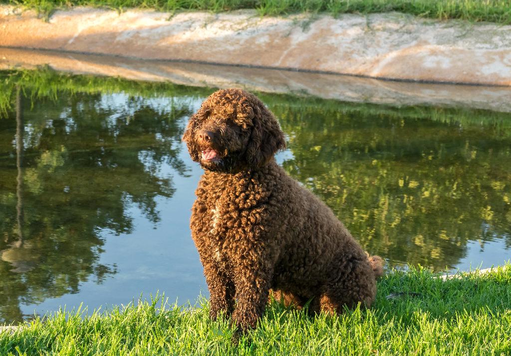 Spanish Water Dog Spanish Water Dog