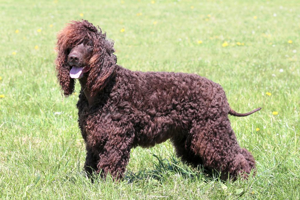 Irish Water Spaniel Irish Water Spaniel