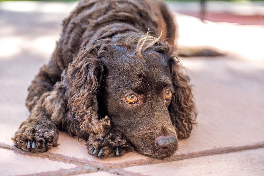 American Water Spaniel American Water Spaniel