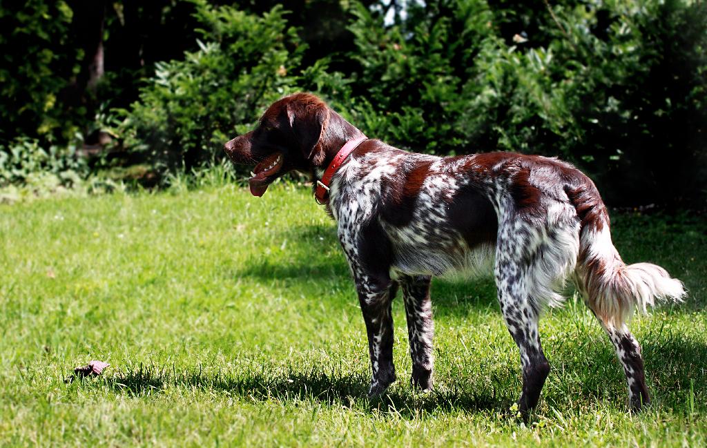 French Spaniel French Spaniel