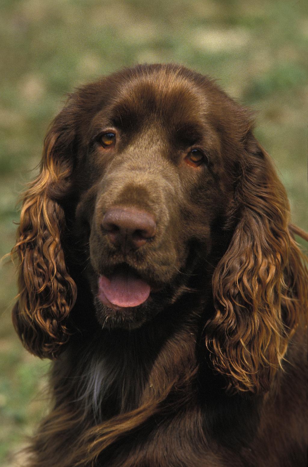 Field Spaniel