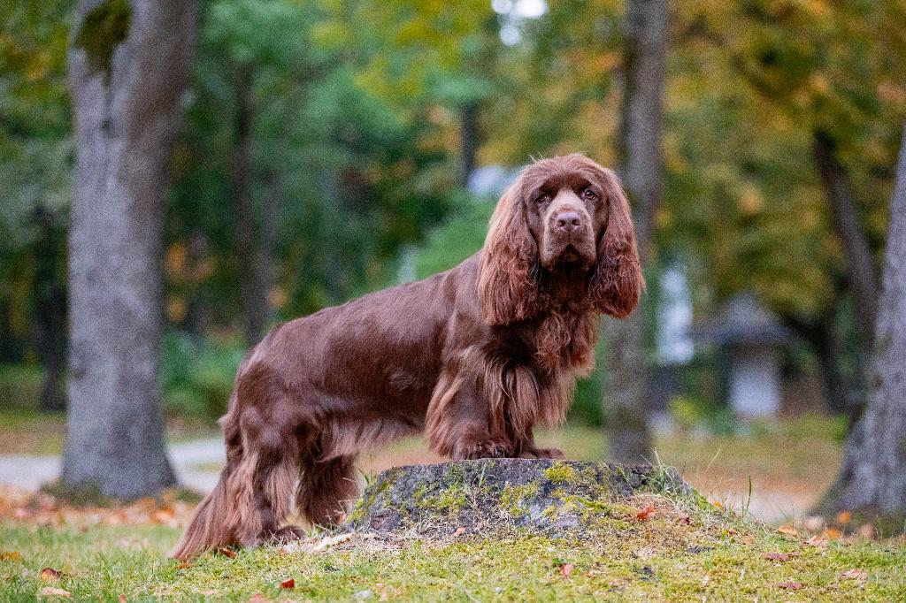 Sussex Spaniel Sussex Spaniel
