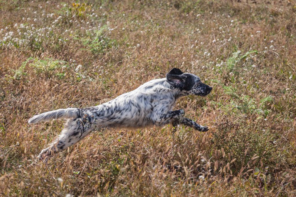 Llewellin Setter Llewellin Setter