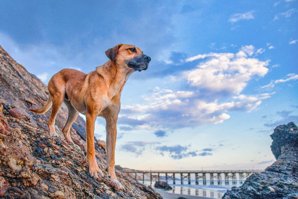 Blackmouth Cur