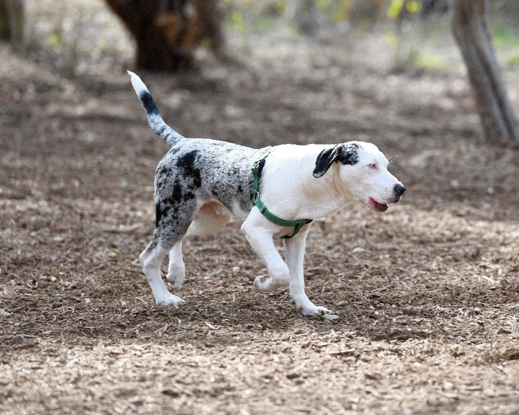 Catahoula Cur Catahoula Cur