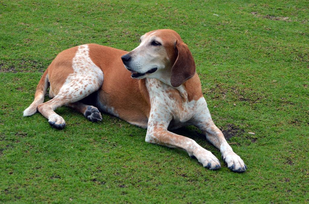 English Coonhound