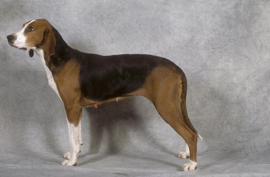 Finnish Hound