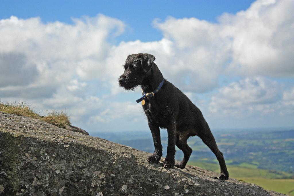 Patterdale Terrier