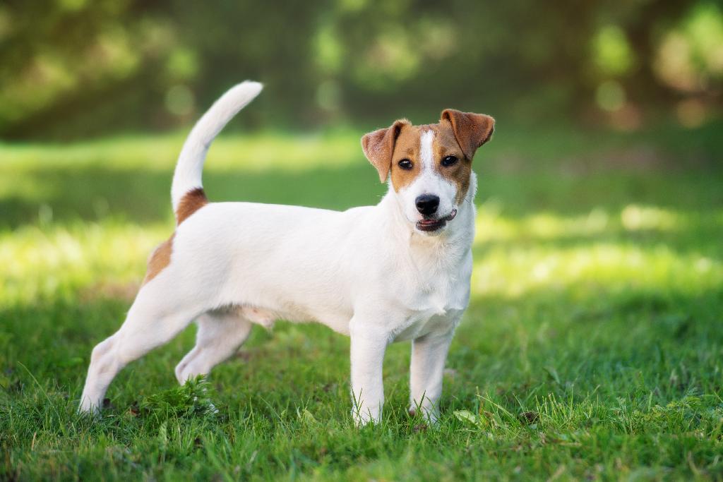 Jack Russell Jack Russell