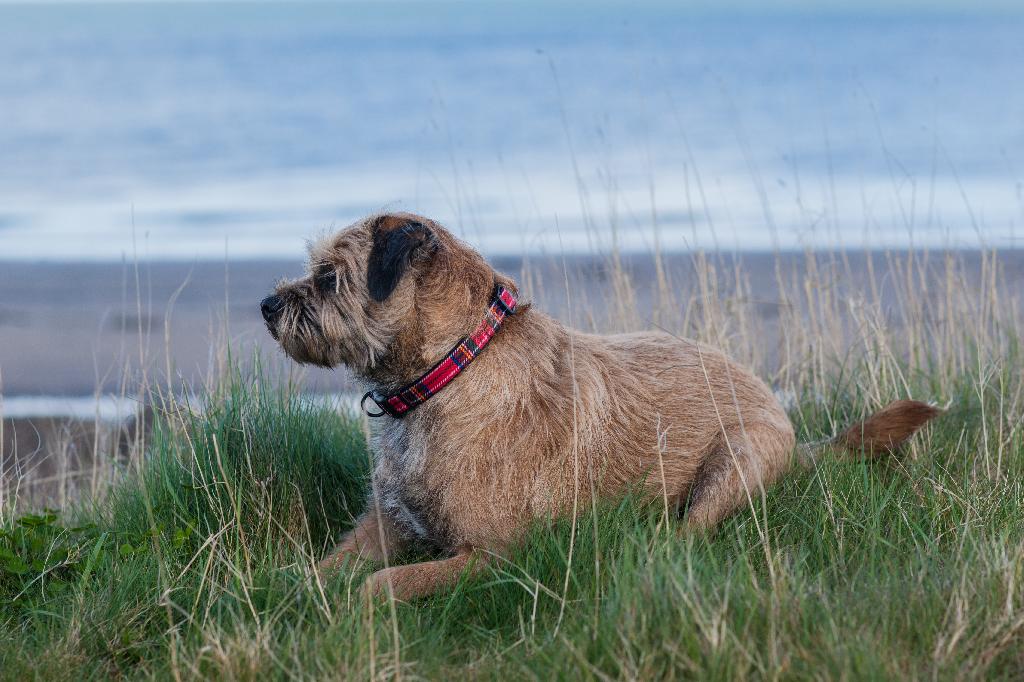 Border Terrier Border Terrier