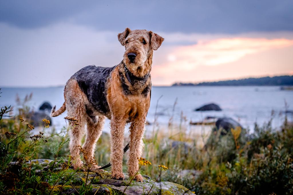 Airedale Airedale