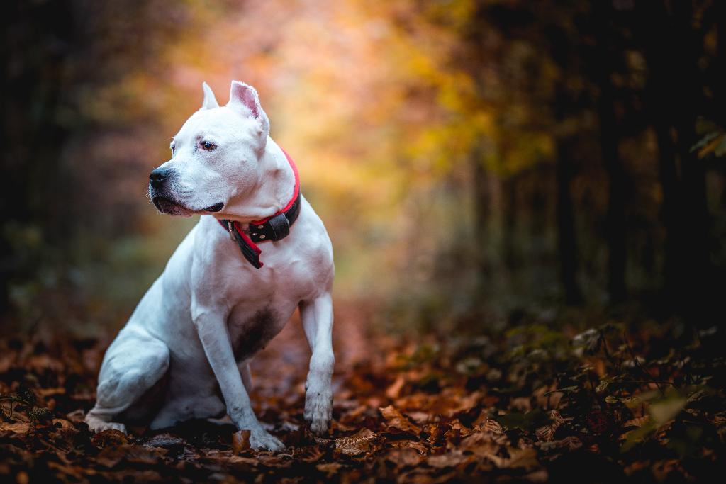 American Pit Bull Terrier