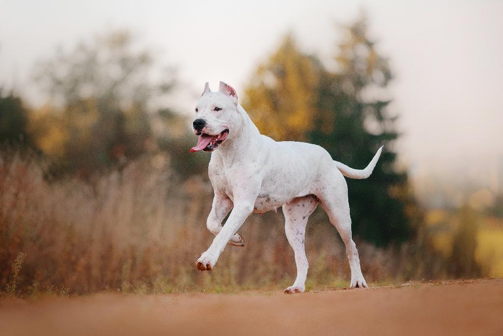 Dogo Argentino