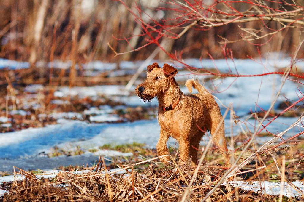 Irish Terrier Irish Terrier
