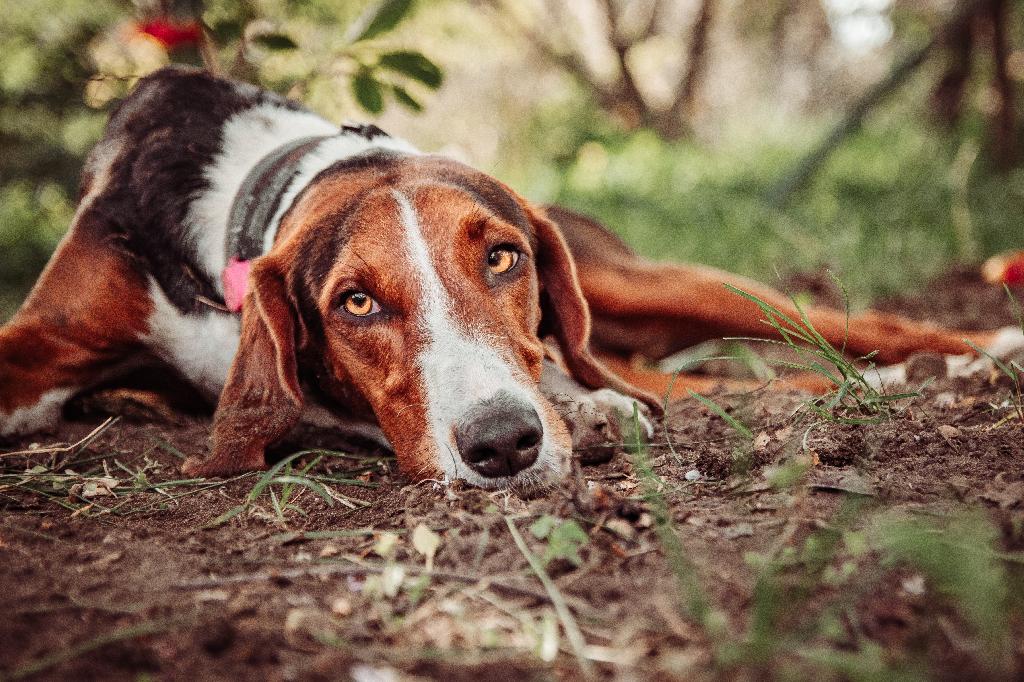 Serbian Tricolor Hound