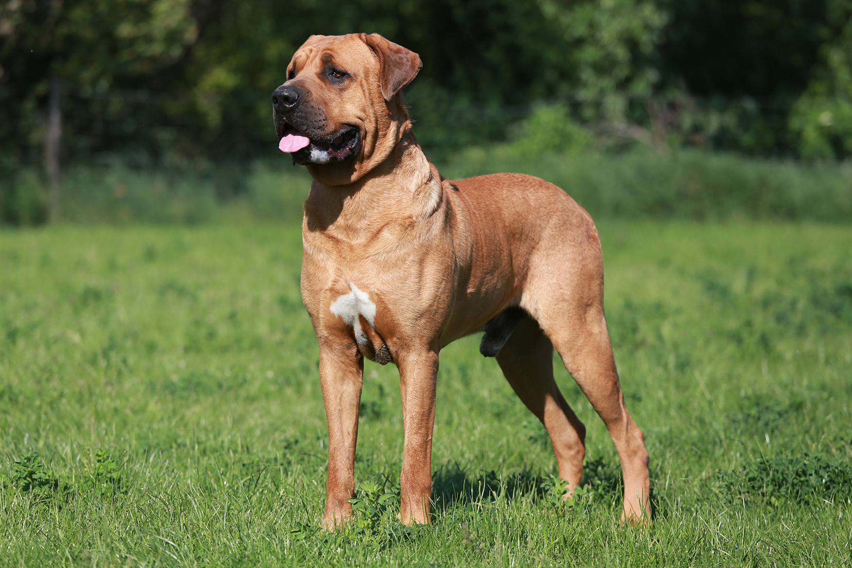 Mastiff Mastiff
