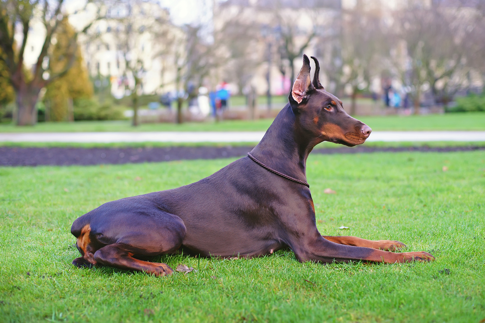 Doberman Pinscher