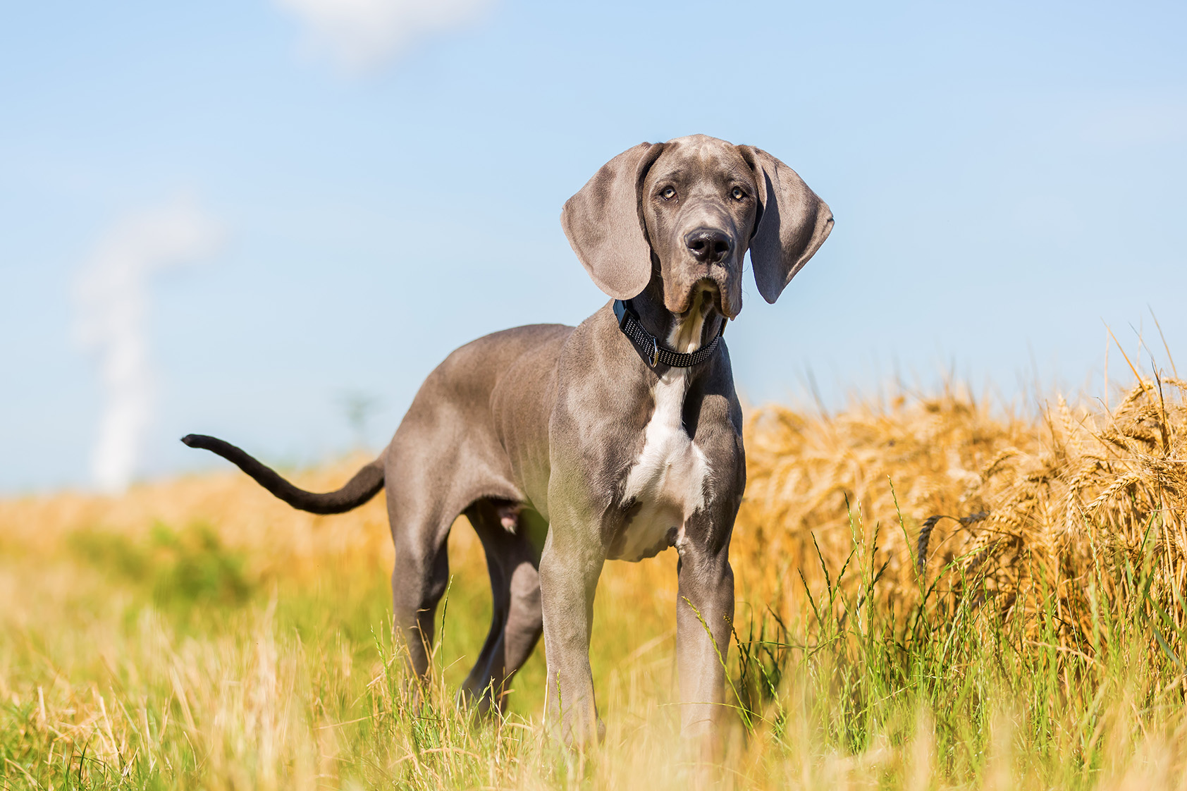 Great Dane