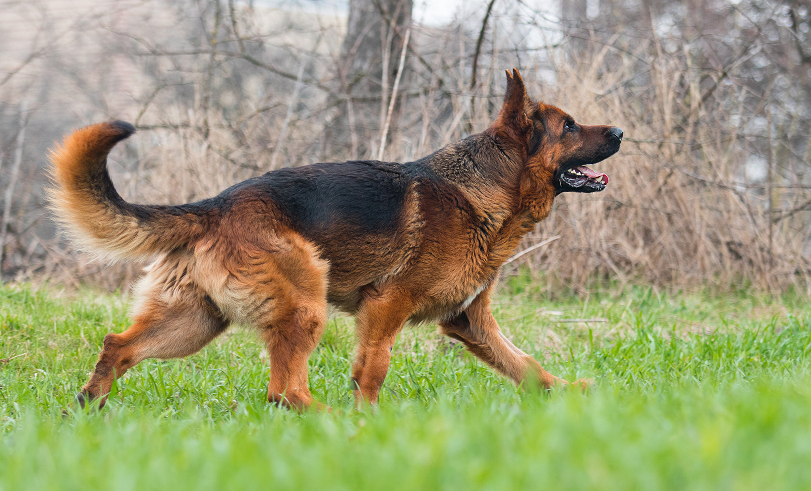 German Shepherd