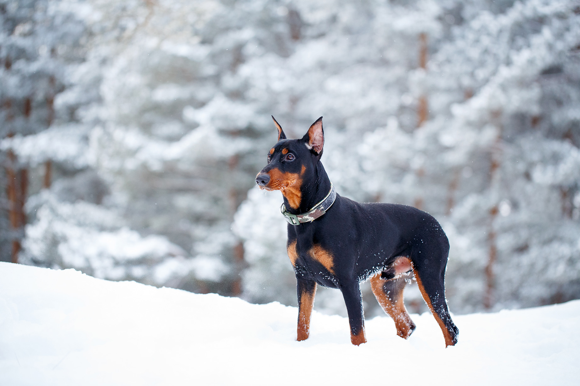 German Pinscher