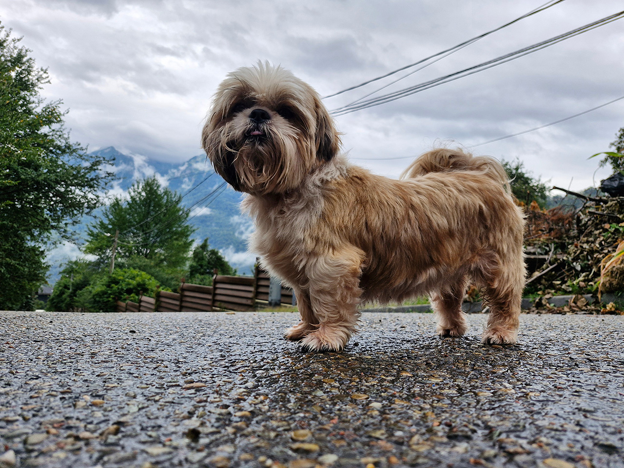 Shih Tzu Shih Tzu