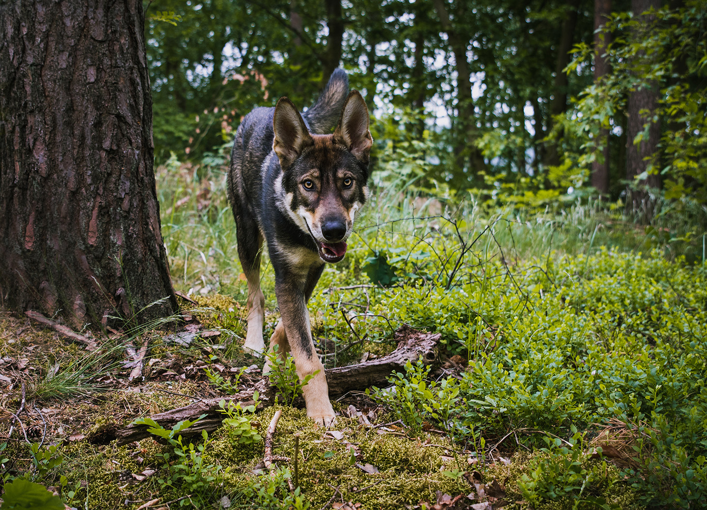 Tamaskan Dog Tamaskan Dog