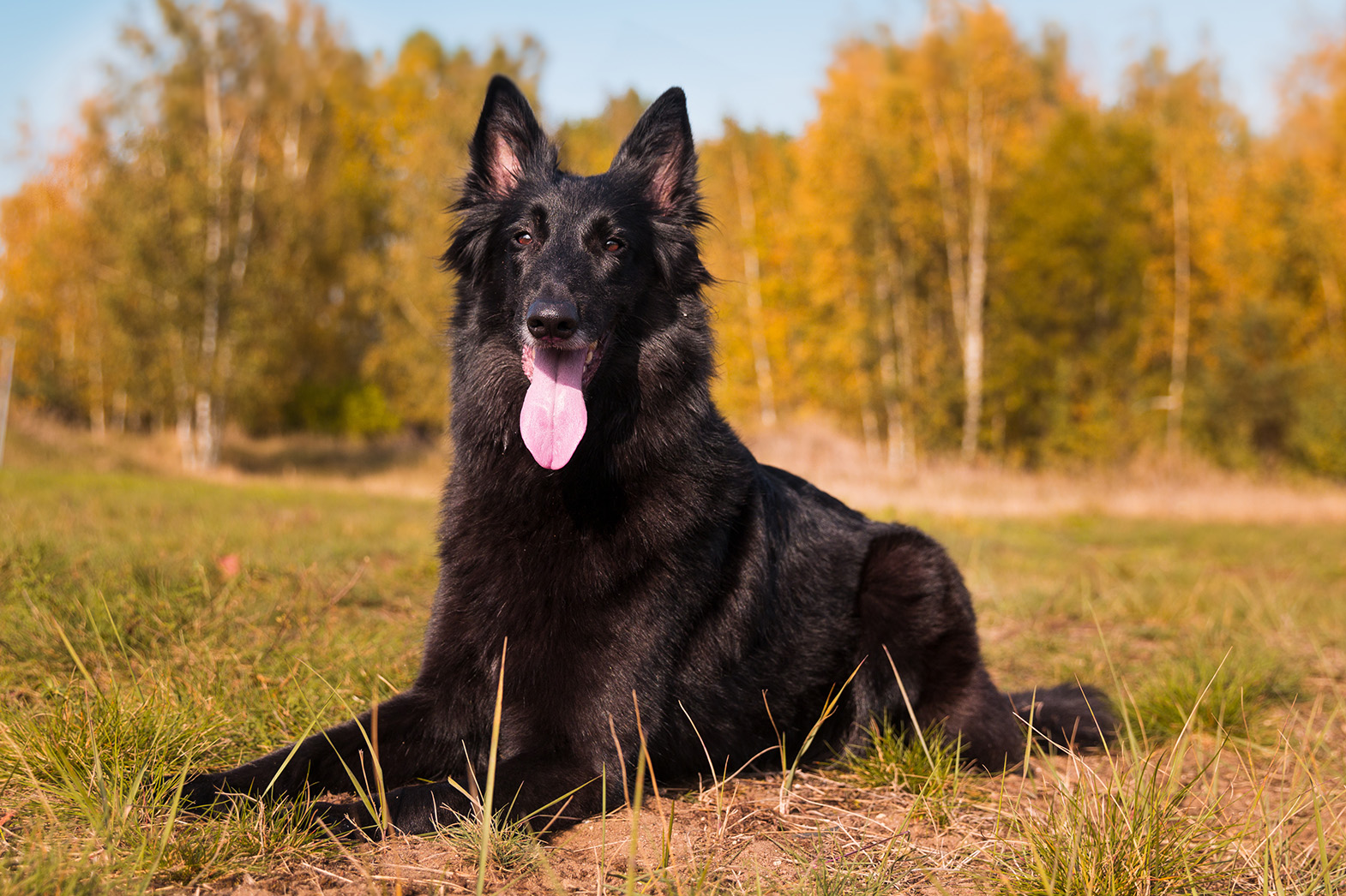 Belgian Sheepdog